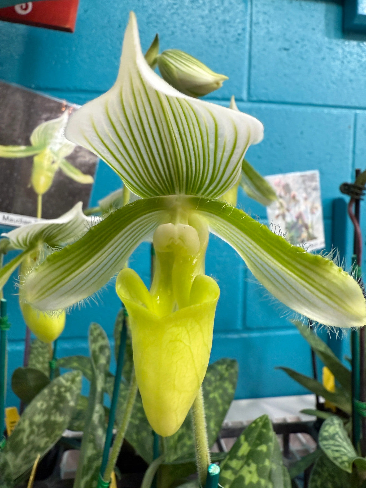Paph. Maudiae White with green striped dorsal 2"-3" pot orchid - Growers Choice