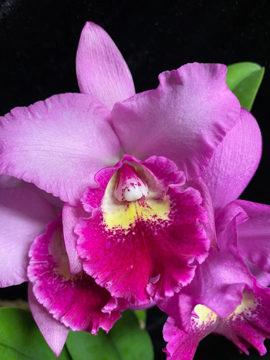 Pot. Hsinying Pink Doll 'Hsinying'