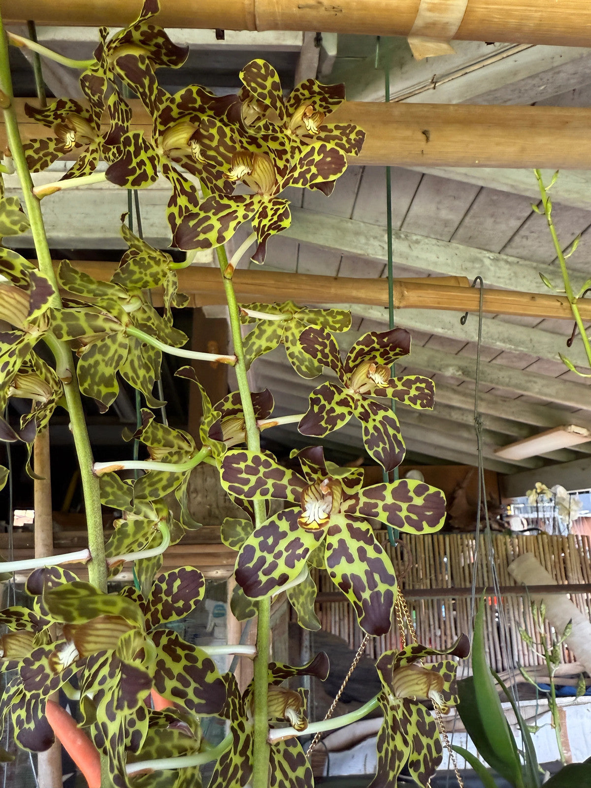 Grammatophyllum Fely's Sunshine AM/AOS I(Orchid Alley hybrid)