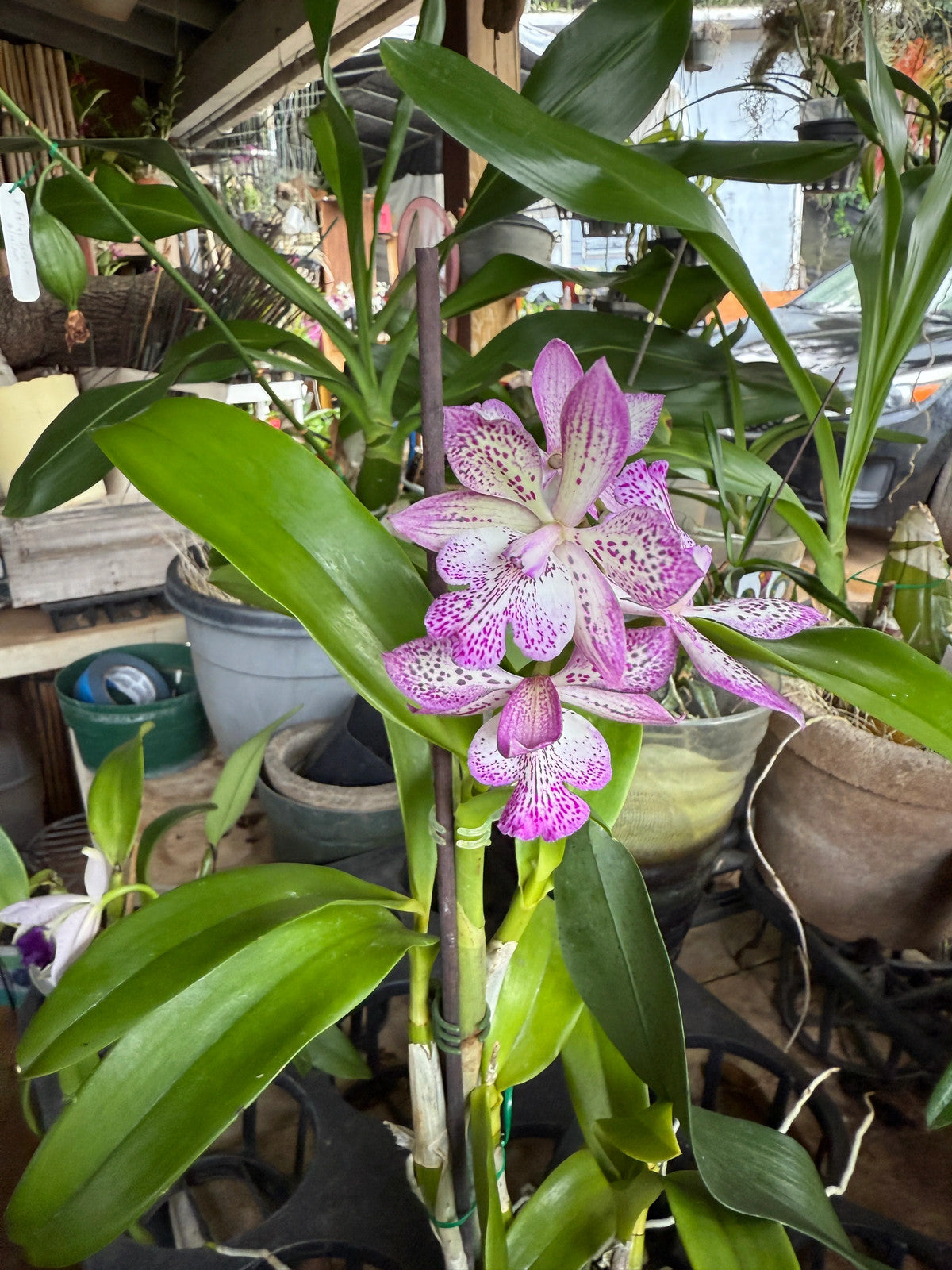 Epicatarthron Hilo Adventure fragrant orchid