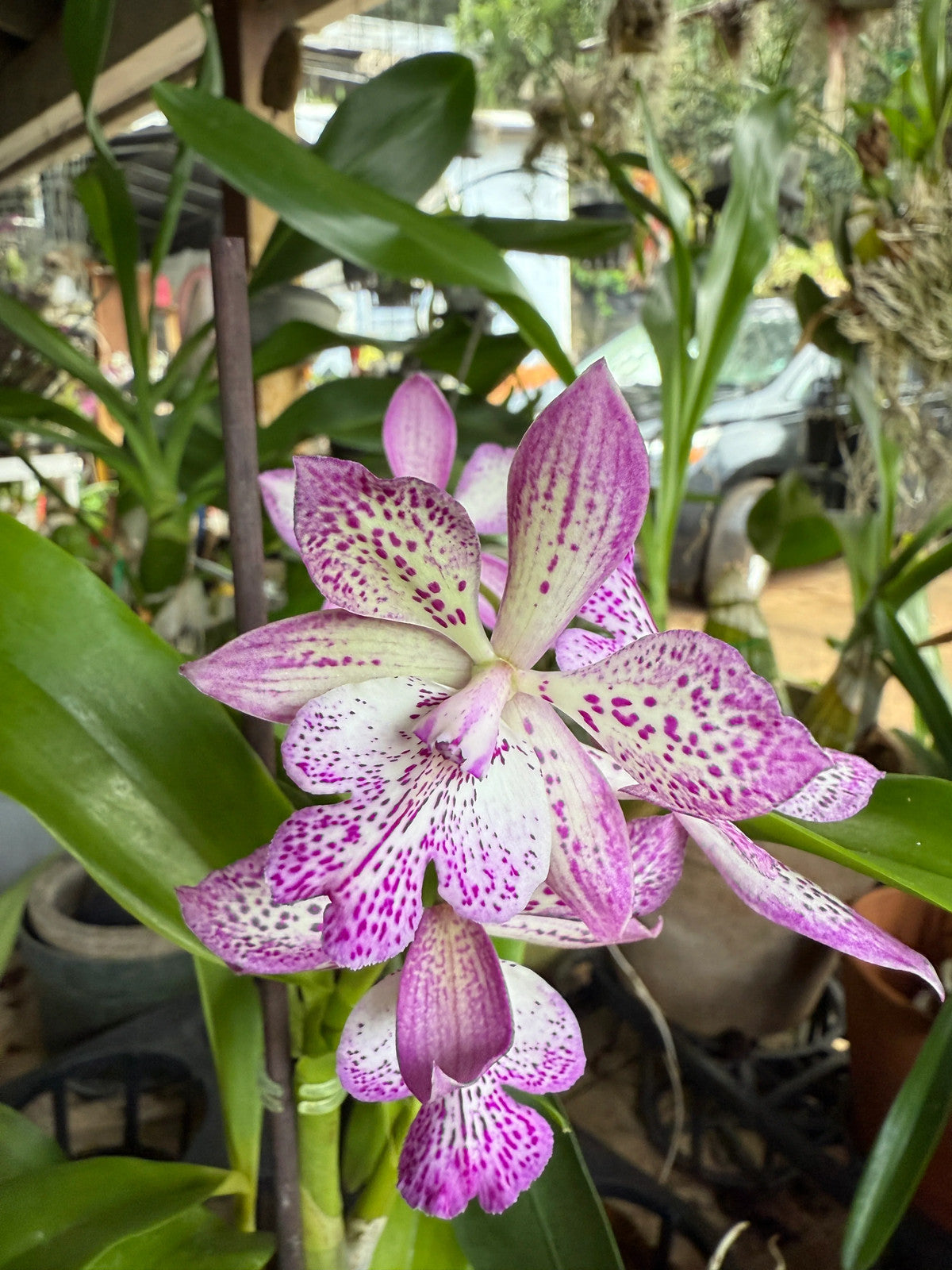 Epicatarthron Hilo Adventure fragrant orchid