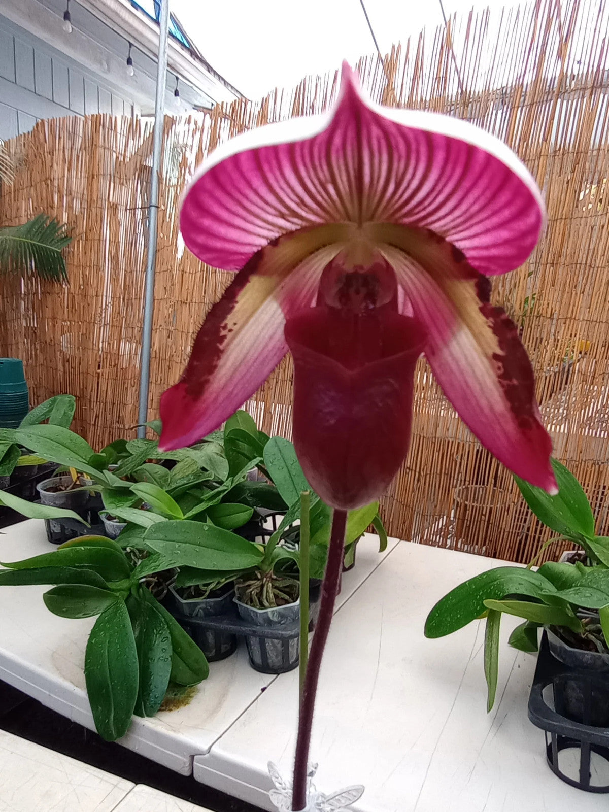 Paph. (Magic Cherry x Voodoo Magic) x (Magic Cherry x Hsinying Rainbow)