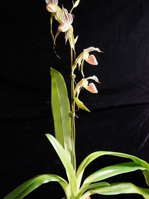 Paph. Kopingii v Topperi x Stonei #1 x08