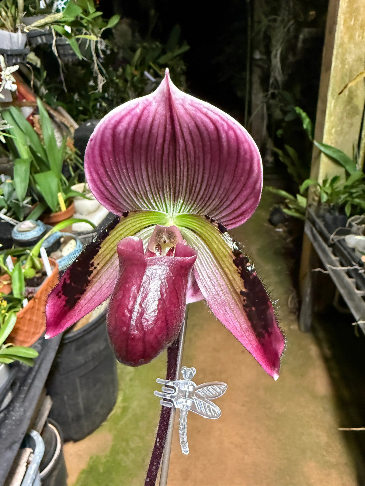 Paph. (Magic Cherry x Voodoo Magic) x (Magic Cherry x Hsinying Rainbow)