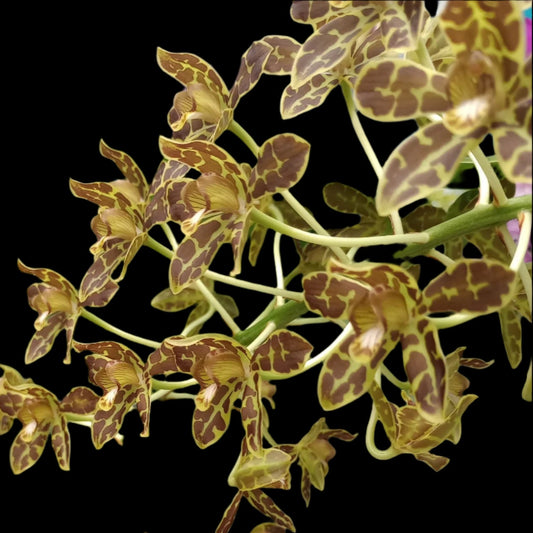 Gram. scriptum multiflora large plant