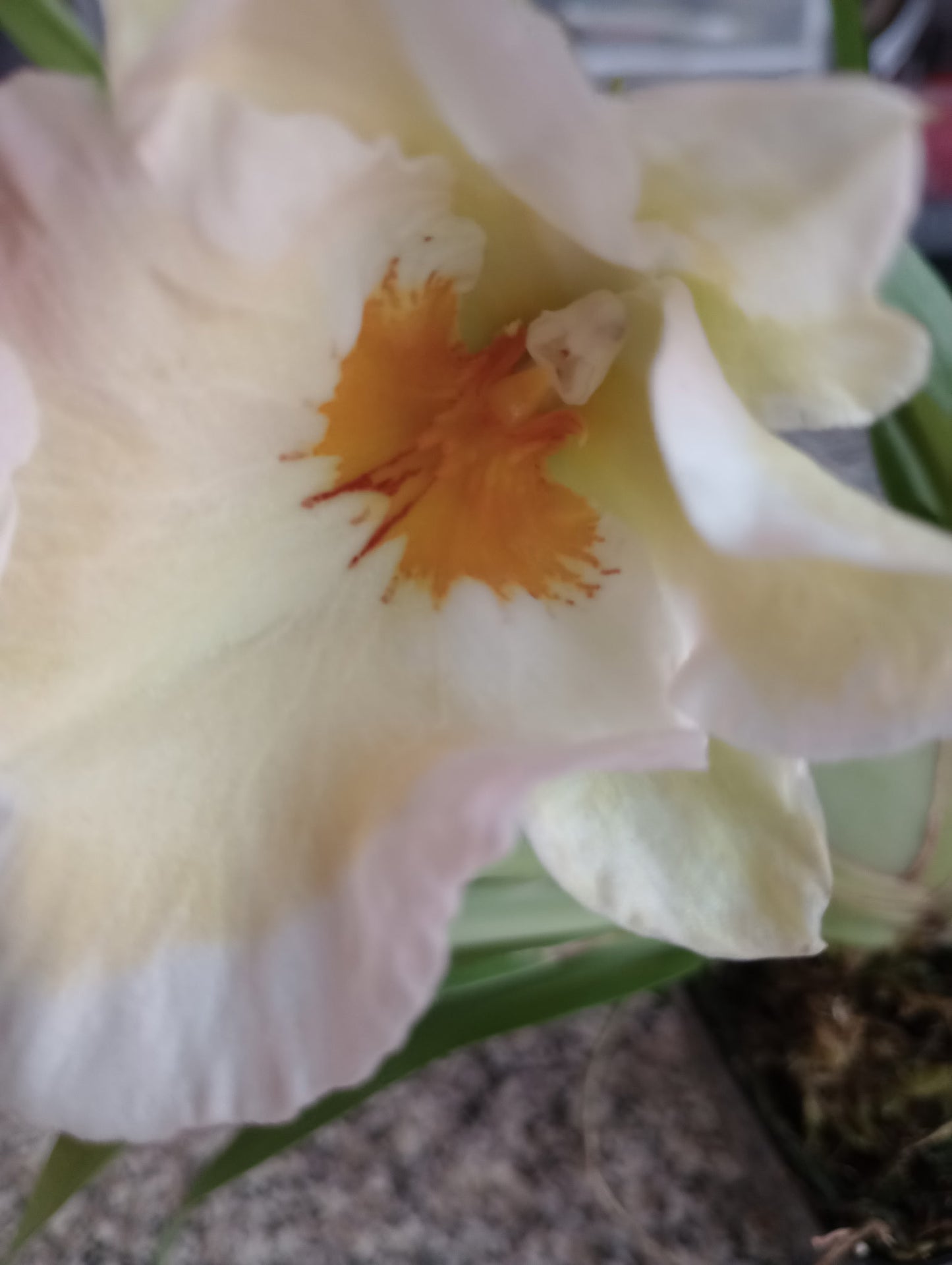 Miltoniopsis Snow Charm 'Mauna Kea' AM/AOS