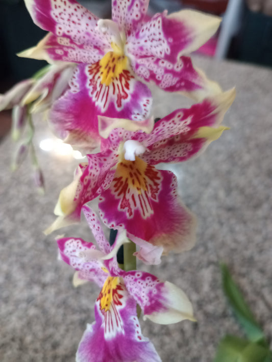 (Oip. Celtic Sun x Onc. Burgundian)'Party Dress' orchid