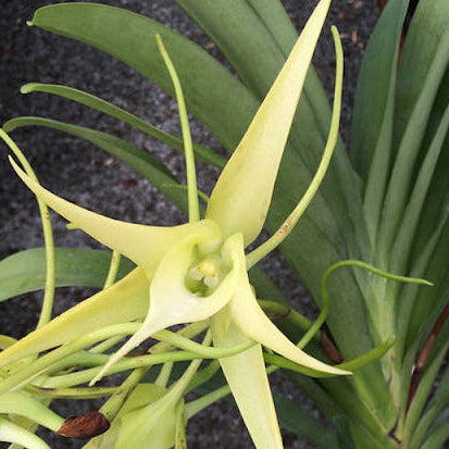 Angraecum Crestwood '3 Spurs' fragrant