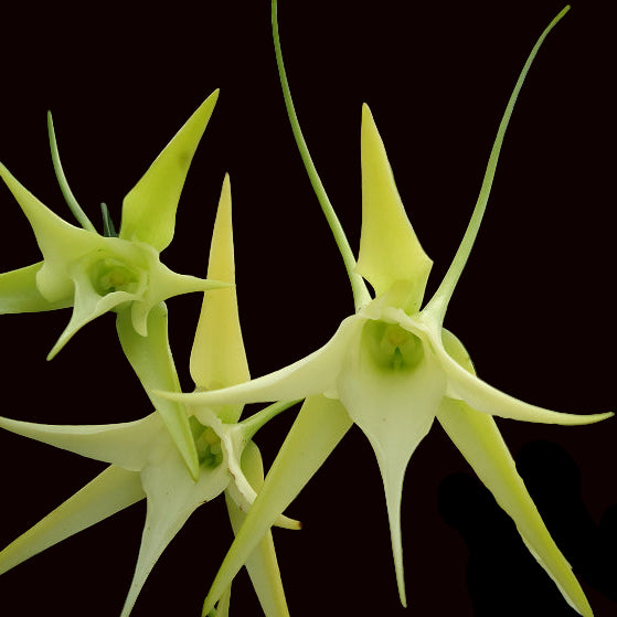 Angraecum Crestwood '3 Spurs' fragrant