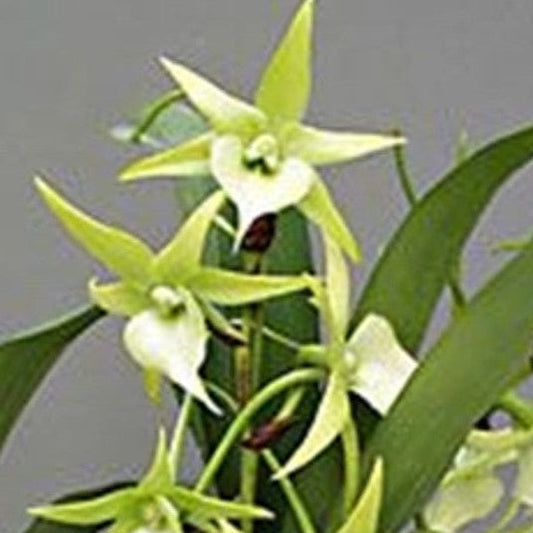 Angraecum Veitchii (sesquipedale x eburneum)