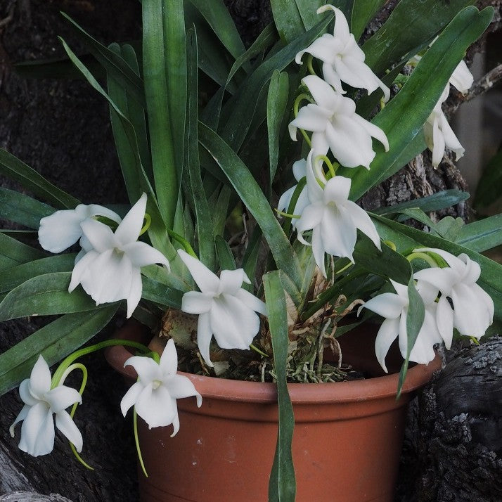 Angraecum Magdalenae species orchid