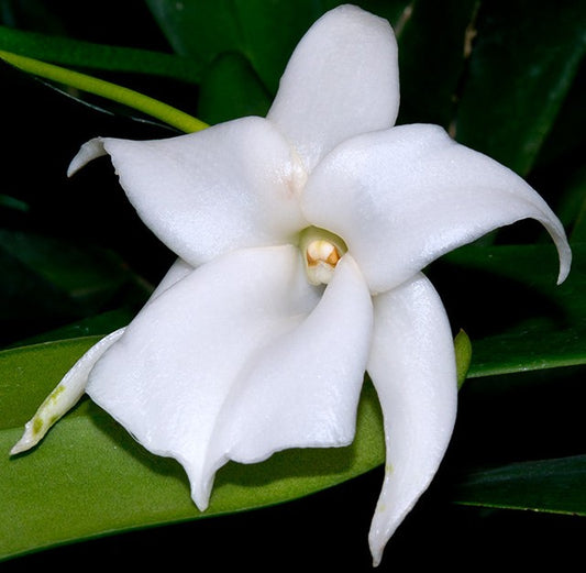 Angraecum Magdalenae species orchid