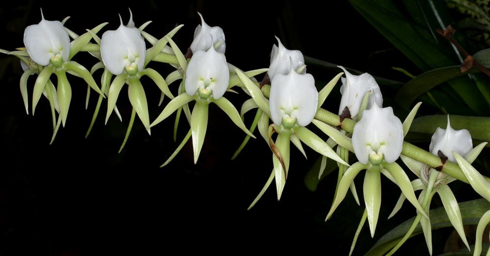 Angraecum comorense species orchid