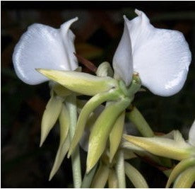 Angraecum comorense species orchid