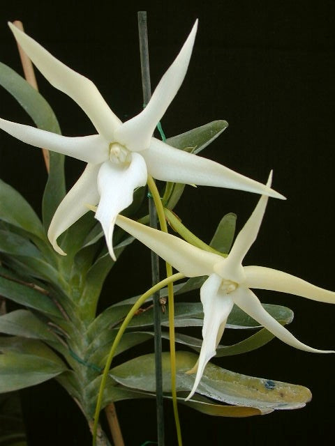 Angraecum sesquipedale orchid, The Darwin Orchid