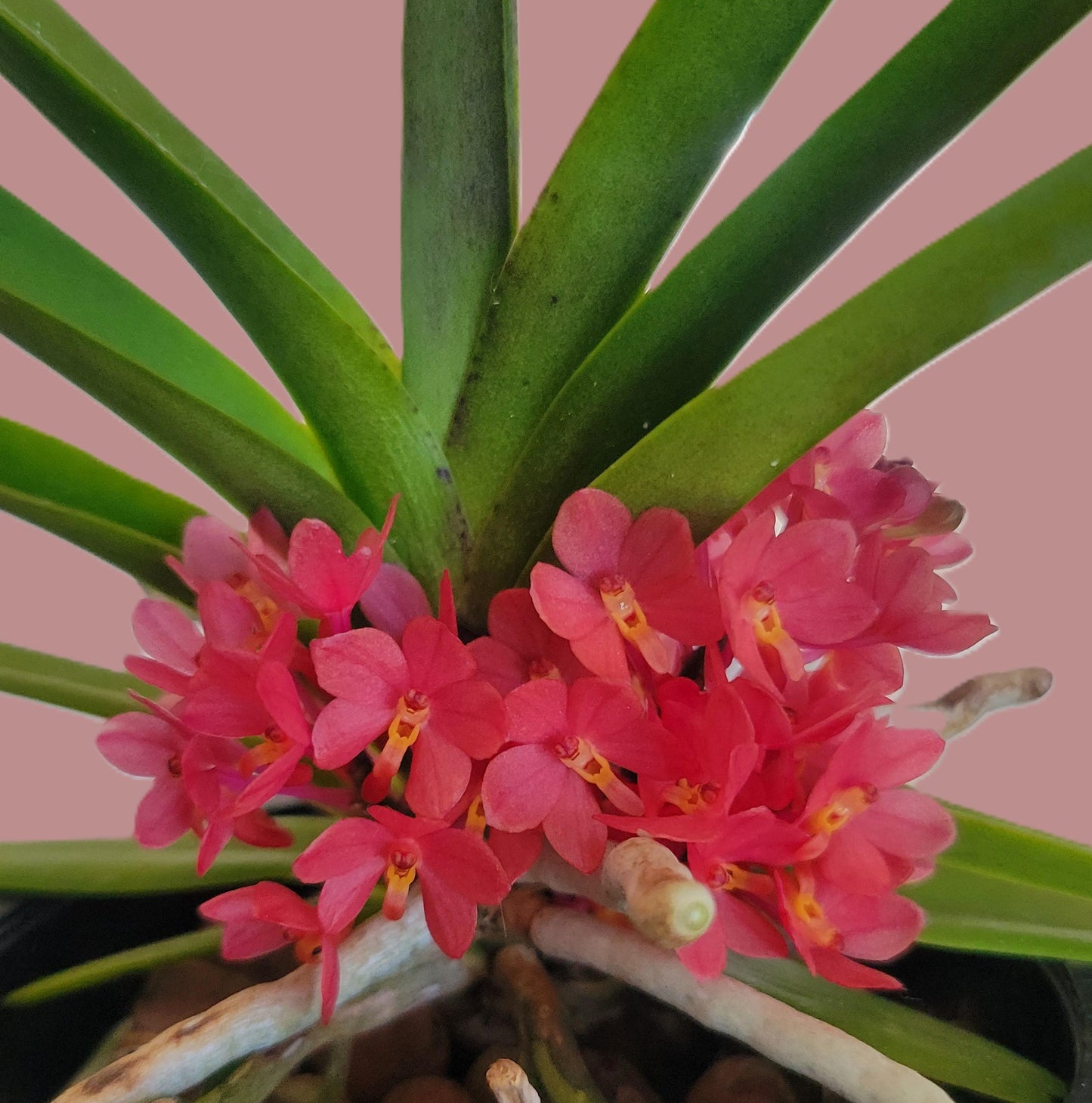 Ascocentrum ampullaceum 'Pink' x 'Orange'