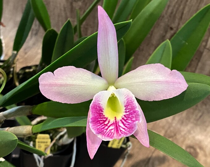 B. nodosa 4N x Sic. Circle of Life ‘Hot Pants’