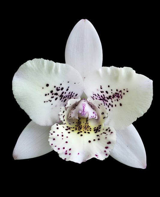 Bcn. Aka's Aloha "Dream Dust"