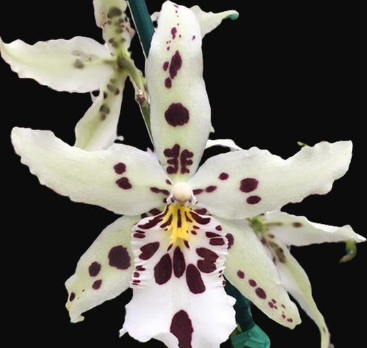 Alcra. Snowblind 'Sweet Spots'