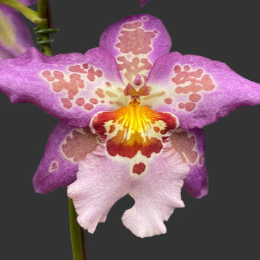 Bllra. Hawaiian Nights orchid