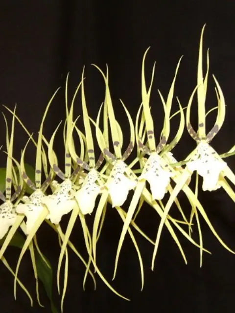 Brassia Rex