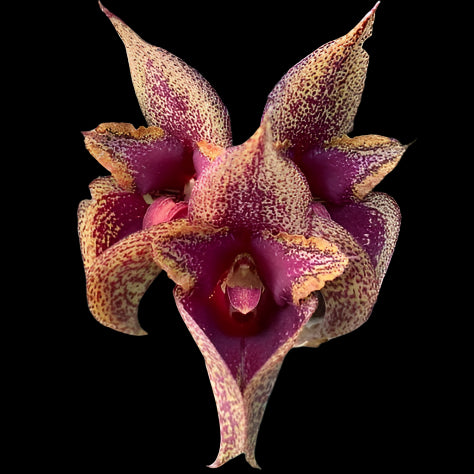 Bulbophyllum macrobulbon