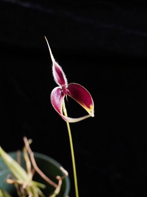 Bulbophyllum Masdevalliaceum
