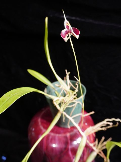 Bulbophyllum Masdevalliaceum