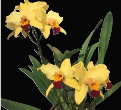 C. Tokyo Magic orchid