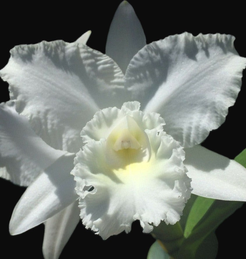 C. White Reception 'NN'