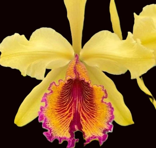 Cattleya dowiana frma Aurea 'Net Dream' rare orchid