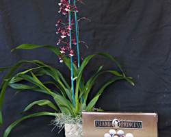 The Chocolate Lovers Delight Orchid Gift Basket