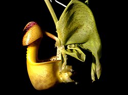 Coryanthes macrantha 'Bucket Orchid' AKA 'The endowed alien orchid' rare