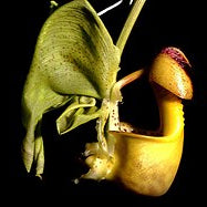 Coryanthes macrantha 'Bucket Orchid' AKA 'The endowed alien orchid' rare