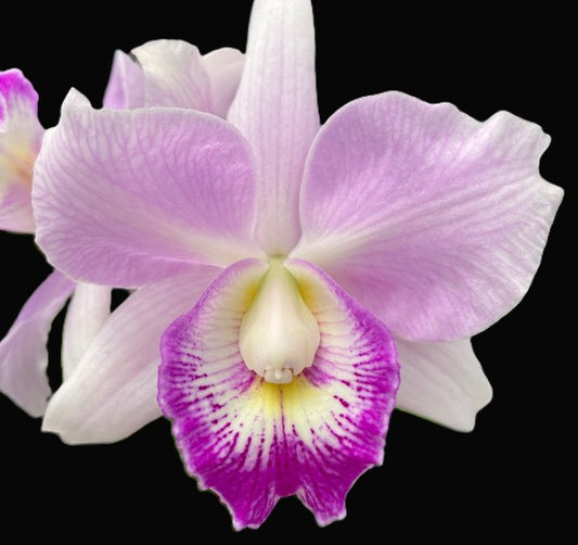 Clty. Spring Fragrance 'Paradise' orchid