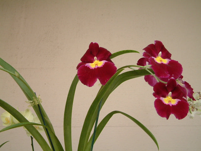 Milt. Bert Field “Eileen” AM/AOS