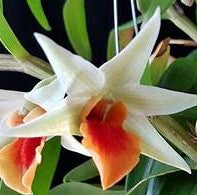 Den. Jiaho Delight 'Red Lips' hybrid orchid with blooms lasting for months!