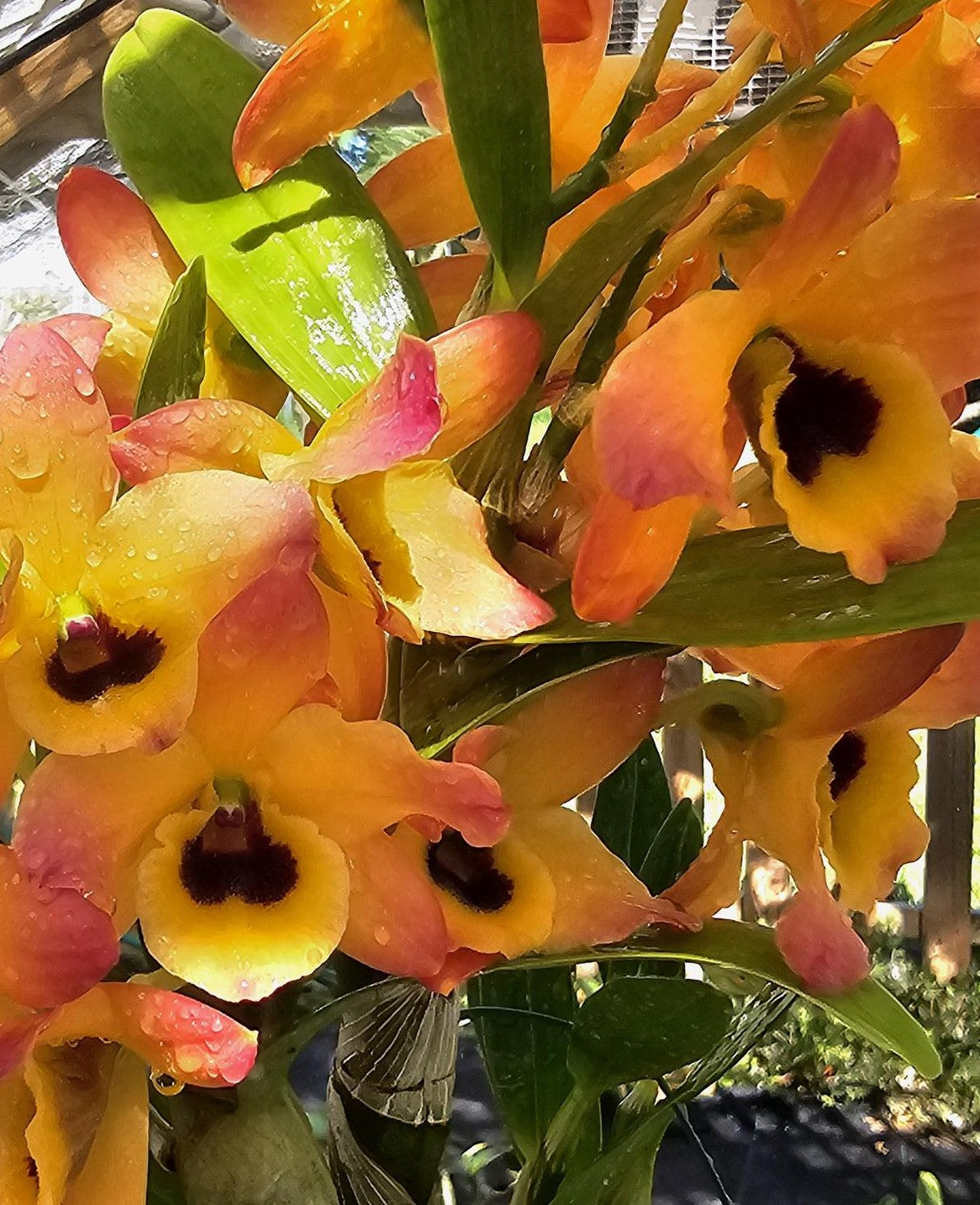 Dendrobium Nobile - Growers Choice White, Lavender, pink-fragrant