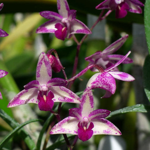 Den. Purple Zip x Den. King Zip 'Red Splash' AM AOS multi spike