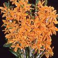 Den. Stardust ‘Firebird’ x unicum ‘Fireworks’