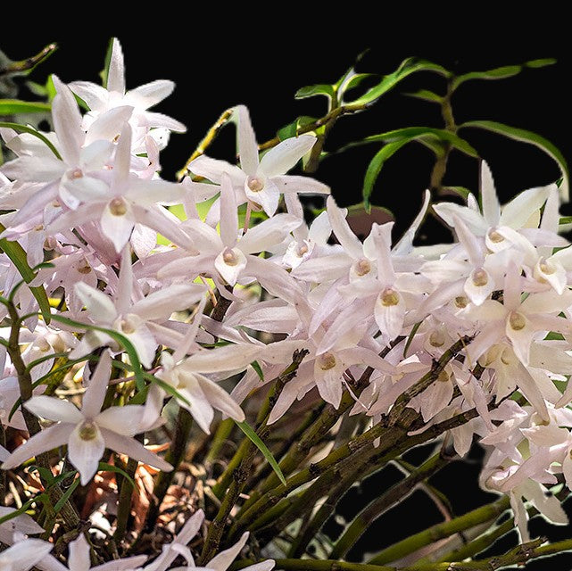 Den. affine moniliforme, varigated, species, orchid