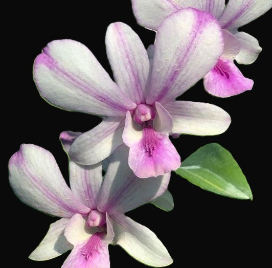 Dendrobium Popeye, orchid