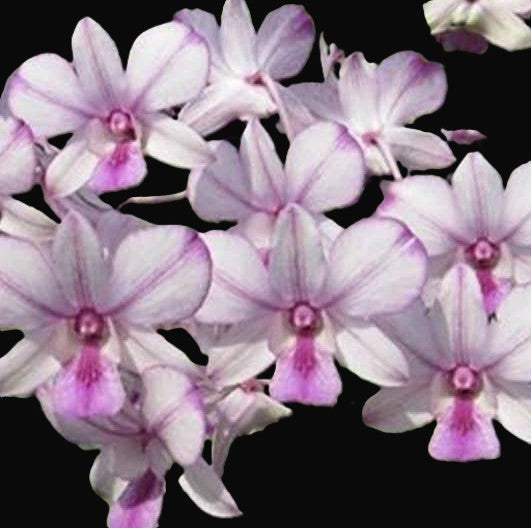 Dendrobium Popeye, orchid