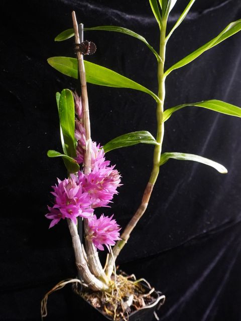 Dendrobium Bracteosum
