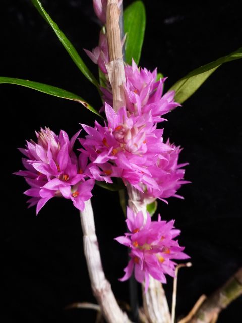 Dendrobium Bracteosum
