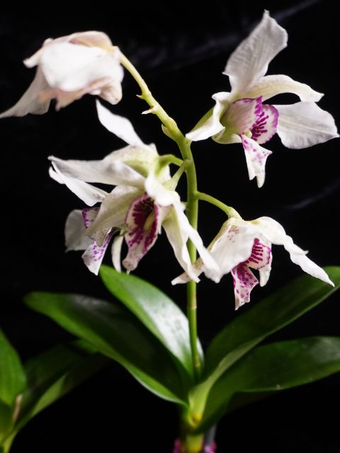 Dendrobium Roy Tokunaga ('HR pink' x 'Best Pink')