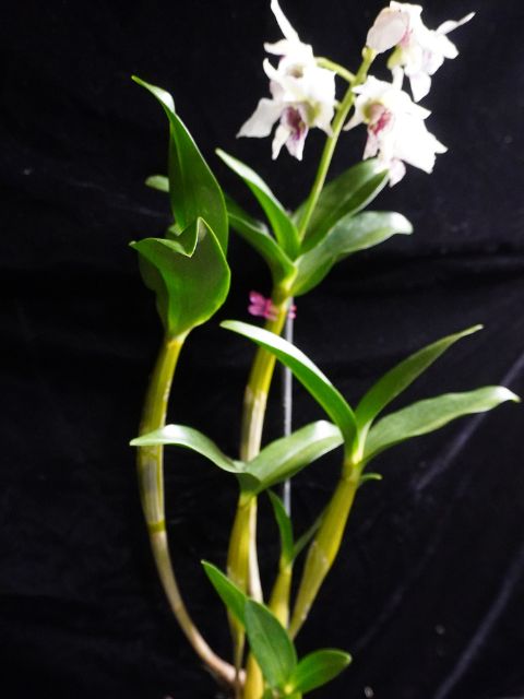 Dendrobium Roy Tokunaga ('HR pink' x 'Best Pink')