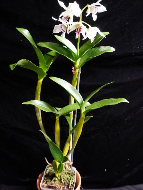 Dendrobium Roy Tokunaga ('HR pink' x 'Best Pink')