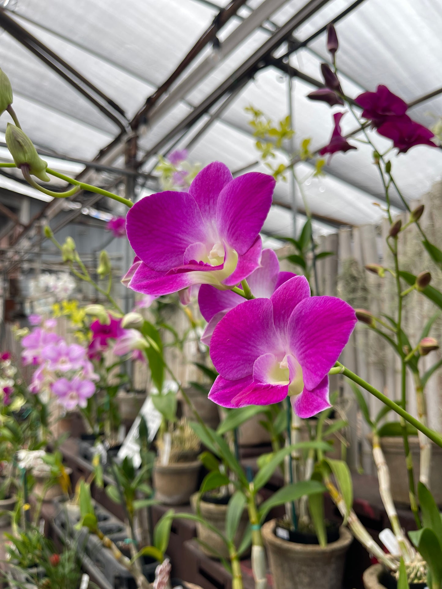 Dendrobium orchid, in bud (growers choice)