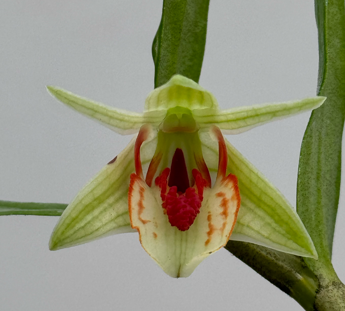 Den. cruentum species orchid